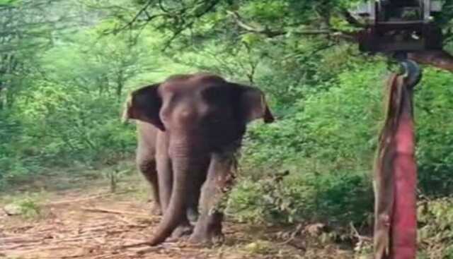 ଦନ୍ତା ଆକ୍ରମଣରେ ୨ ମୃତ