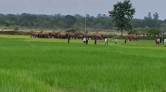 ପାଟଣା ବନାଞ୍ଚଳରେ ଆତଙ୍କ ରଚୁଛନ୍ତି ୨୬ ଟିକିଆ ହାତୀ ପଲ