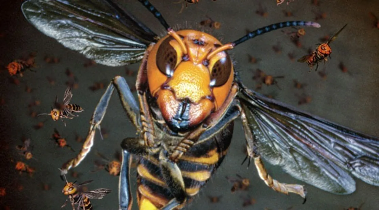 Hornet 2026 08 06 09 16 41