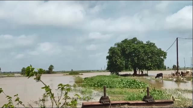 ଚିଲିକାରେ ପଶିଲା ପ୍ରଥମ ବନ୍ୟାଜଳ, କମୁଛି ଜଳବନ୍ଦୀଙ୍କ ଚିନ୍ତା