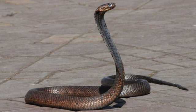 Snakebite1 750x430