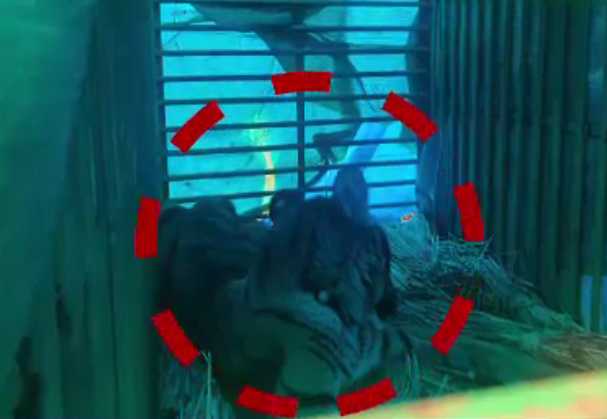 ଘରେ ପଶିଲା ବାଘ ଛୁଆ, ଉଦ୍ଧାର କଲା ବନବିଭାଗ