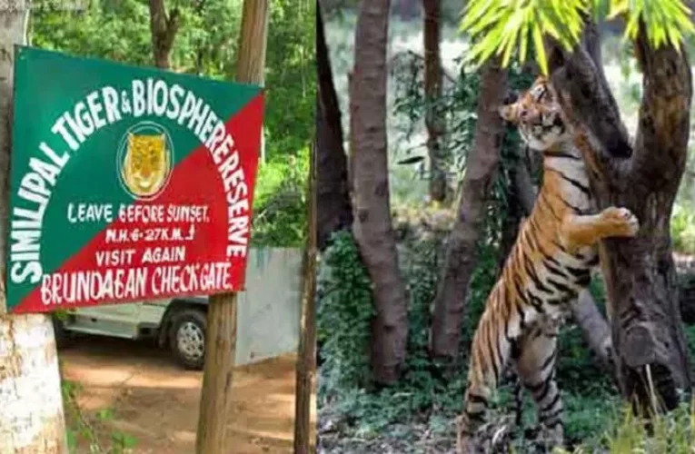 ନଭେମ୍ବର ୧ରୁ ଖୋଲିବ ଶିମିଳିପାଳ